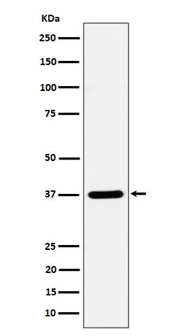 Antisyntaxine 16 Konijn Monoklonale Antilichaam