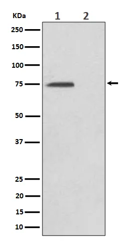 Anti-Phospho-eIF4B (S406) Konijn Monoklonale Antilichaam