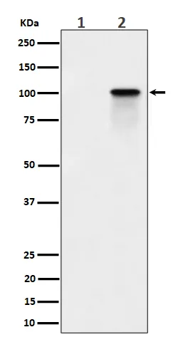 Anti-Phospho-Nucleoline (T84) Konijn Monoklonale Antilichaam