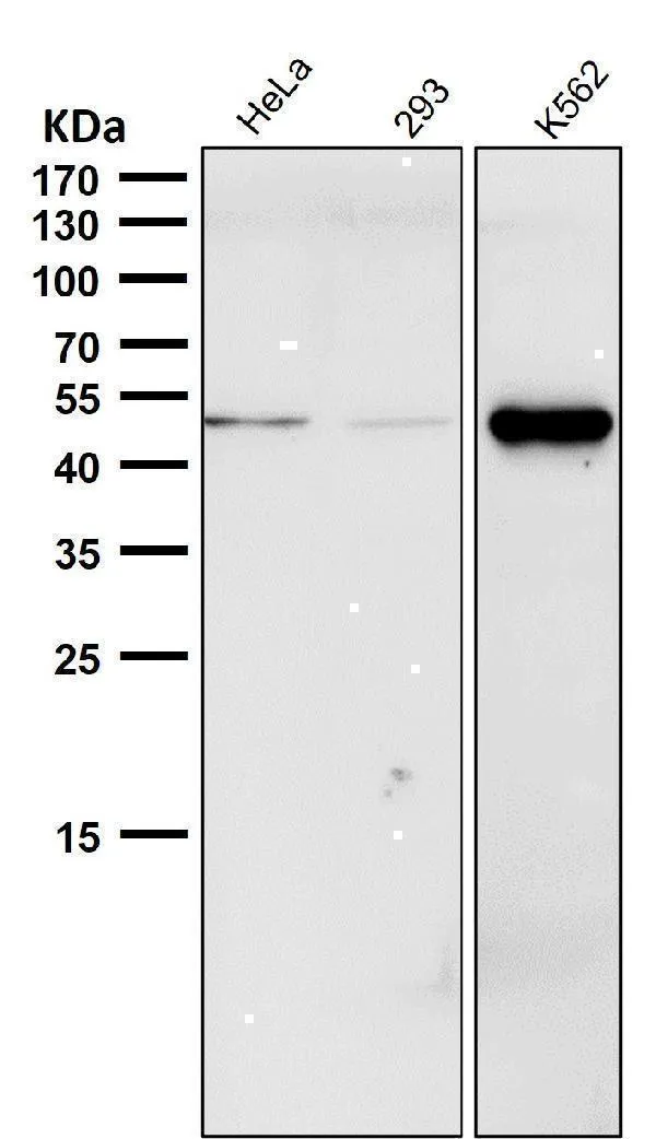 Anti-Phospho-Chk1 (S280) Konijn Monoklonale Antilichaam