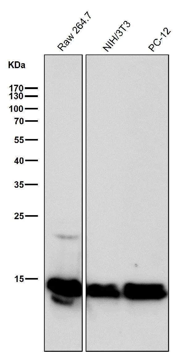 Anti-Histone H2B (crotonyl K12) Konijn Monoklonale Antilichaam