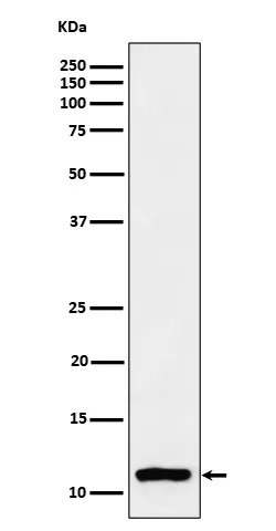 Anti-Histone H4 (monomethyl K20) Konijn Monoklonale Antilichaam
