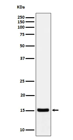 Anti-Histone H3 (acetyl K36) Konijn Monoklonale Antilichaam