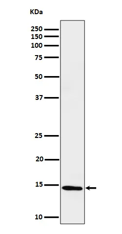 Anti-Histone H2B (formyl K116) Konijn Monoklonale Antilichaam