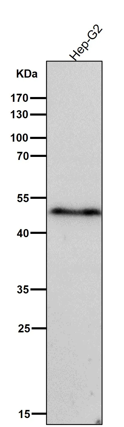 Anti-Phospho-VASP (S156) Konijn Monoklonale Antilichaam