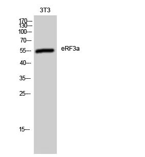 Anti-eRF3a SAPT1 Antilichaam