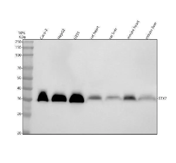 Antisyntaxine 7/STX7 antilichaam