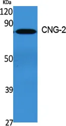 Anti-CNG-2 CNGA2 Antilichaam
