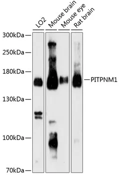 Anti-PITPNM1 Antilichaam