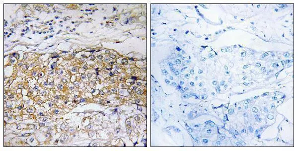 Anti-USP24 Antilichaam