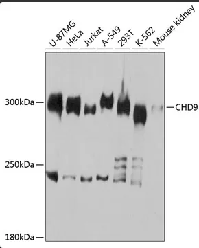 Anti-CHD9 Antilichaam