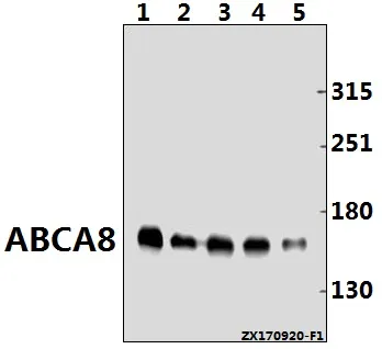 Anti-ABCA8 (F1195) Antilichaam