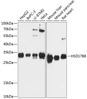 Anti-HSD17B8 Antilichaam