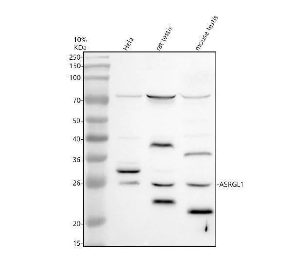Anti-ASRGL1-antistof