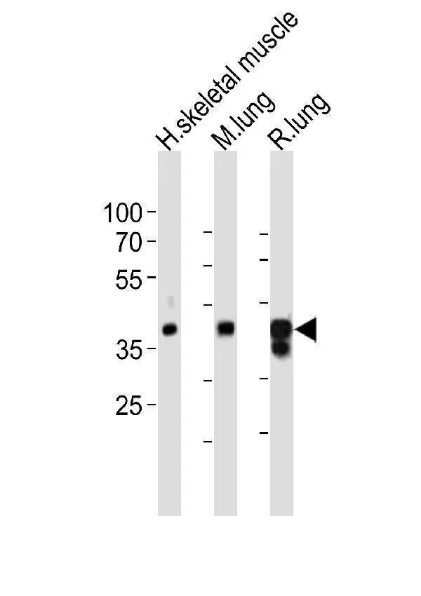 Anti-LMCD1 Antilichaam (C-term)