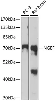 Anti-Ephexin-1 NGEF Antilichaam
