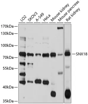 Antisortering nexin-18 SNX18 Antilichaam