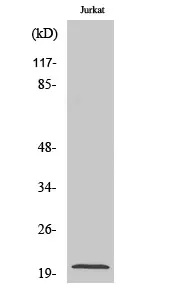 Anti-adenylaat kinase iso-enzym 6 AK6 Antilichaam