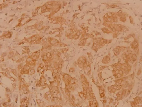 Anti-DAPP1 (E135) Antilichaam