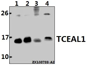 Anti-TCEAL1 (E123) Antilichaam