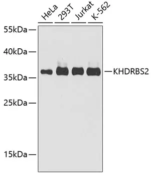 Anti-KHDRBS2 Antilichaam