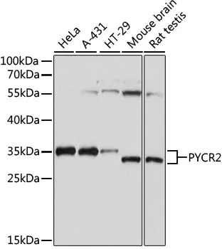 Anti-PYCR2 Antilichaam