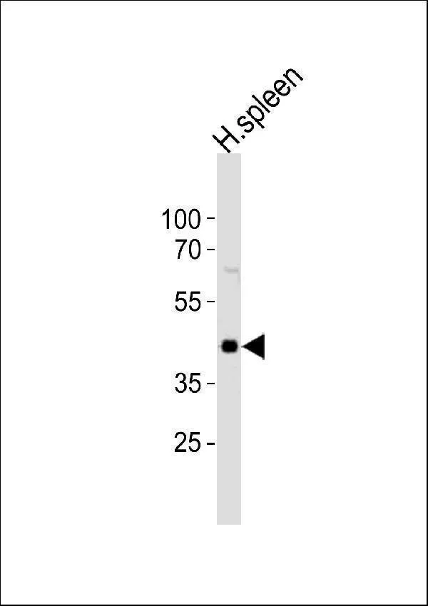 Anti-CHST12 Antilichaam (N-term)