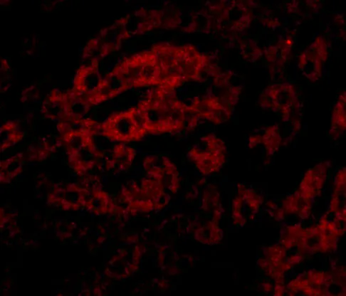 Anti-HAAO Antilichaam