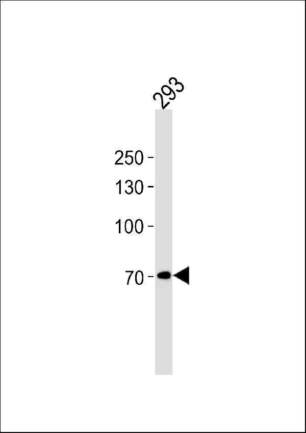 Anti-POU6F2 Antilichaam (N-term)