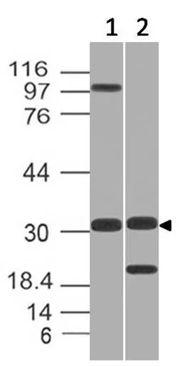 Anti-GNPDA1 Antilichaam
