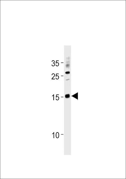 Anti-SNA1 Antilichaam (N-term)