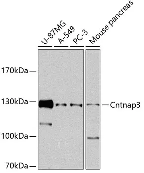 Anti-CNTNAP3 Antilichaam