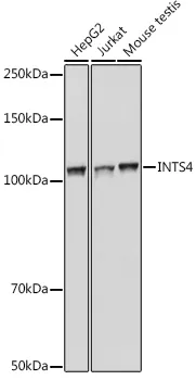 Anti-Integrator complex subunit 4 INTS4 Antilichaam