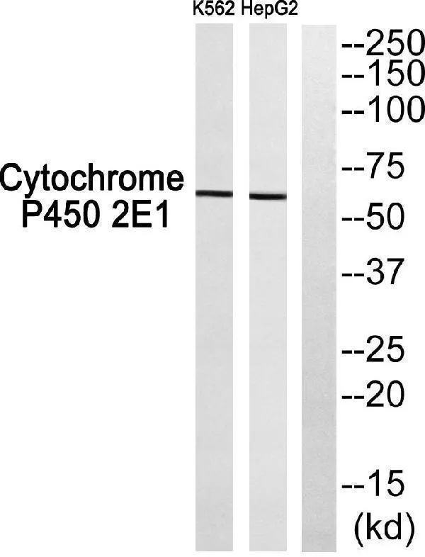 Anti-Cadherine-20 CDH20 Antilichaam