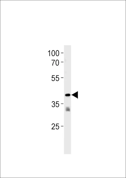 Anti-TAAR2 Antilichaam (N-term)
