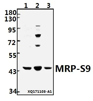 Anti-MRP-S9 (F132) Antilichaam