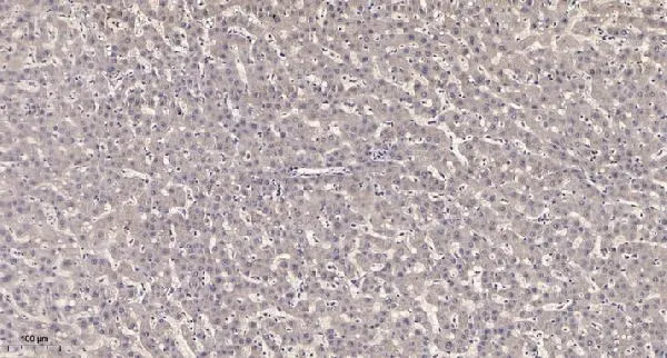 Anti-MRPS17 Antilichaam