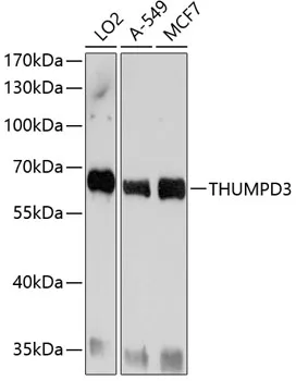 Anti-THUMPD3 Antilichaam
