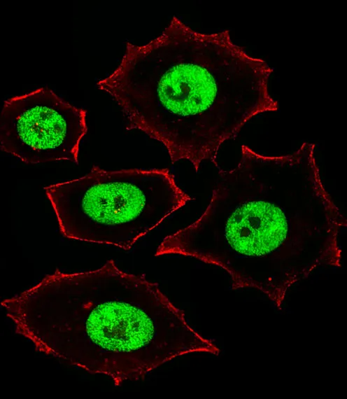 Anti-ZNF434 Antilichaam (Center)