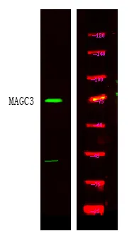 Anti-MAGC3 MAGEC3 Antilichaam