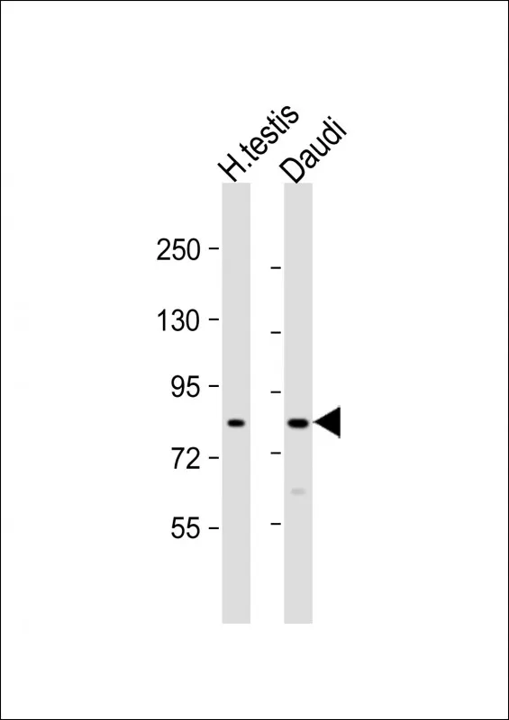 Anti-GSG2 Antilichaam (Center)