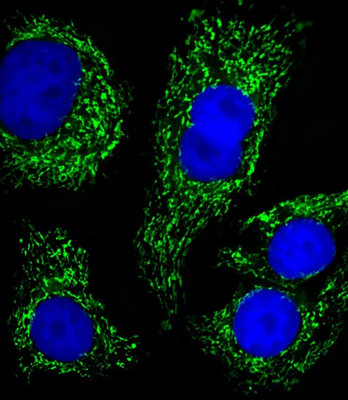 Anti-ATP5B-antilichaam (Center)