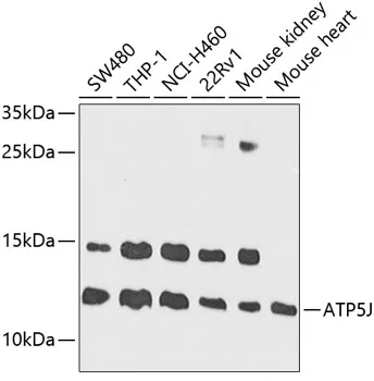 Anti-ATP5J ATP5PF Antilichaam