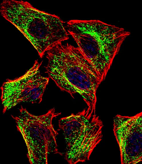 Anti-ATP5J Antilichaam (Center)