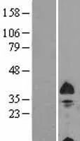 BNIP3L (NM 004331) Humane overexpressie Lysaat