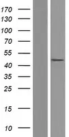 Caspase 5 (CASP5) (NM 004347) Humane overexpressie Lysaat