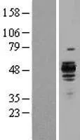 Hsp47 (SERPINH1) (NM 001235) Humane overexpressie Lysaat
