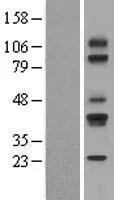 CD79A (NM 001783) Human Over-expression Lysate