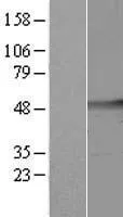 Cleavage-stimulatiefactor (CSTF1) (NM 001033521) Humane overexpressie-lysaat