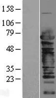 Cleavage-stimulatiefactor 2 (CSTF2) (NM 001325) Humane overexpressie-lysaat